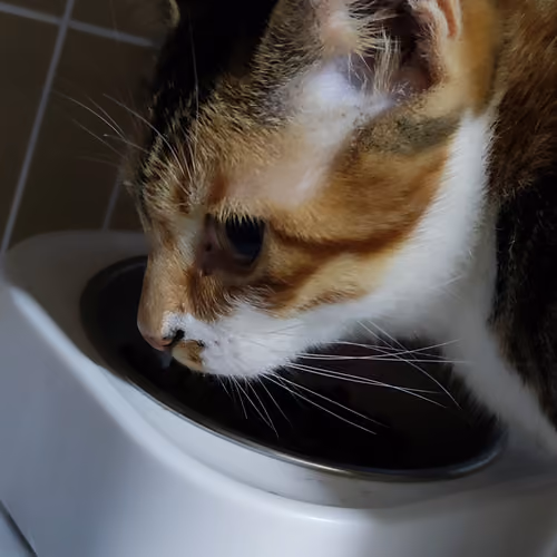 eating cat KT005