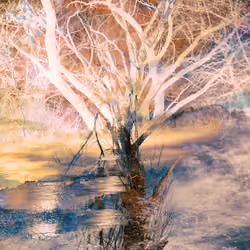 Tree By The Pond #6