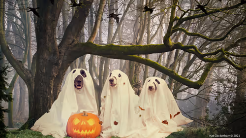 Item #49174666910166564779922856925235532419926271386136280699772621424758475456513 Media