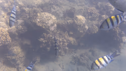 Item #32522392328516293709208538786472574869311995244495637720412795733312240877573 Media