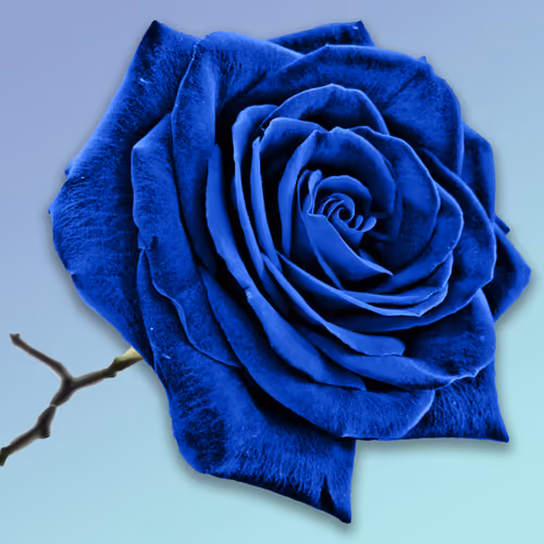 Blue