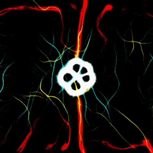 Item #51929734946411346289540790635765095060363125039145709683616697224427426807809 Media