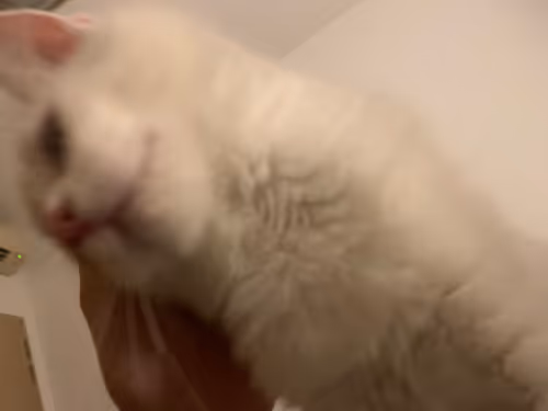 Item #8665727759412748155226687366651350766252383331957132606779190080407368368129 Media