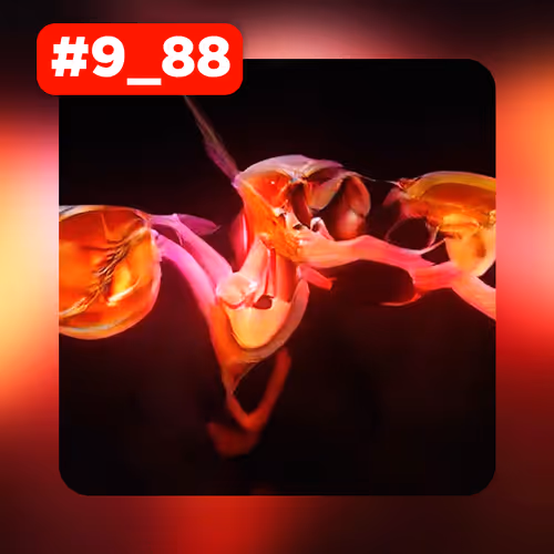 Item #69966177812315434346199286325564254369113991059441100160667193539603397083137 Media
