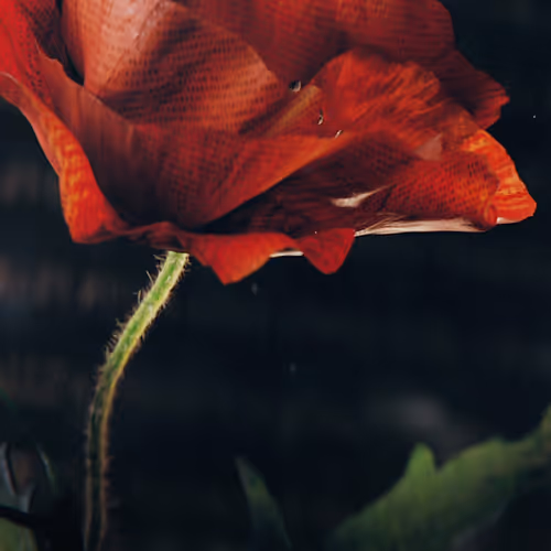 Item #54146082010400626142033190626811009624551032097677302424069293434379501043722 Media