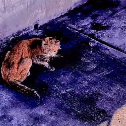 scabbycat purple 