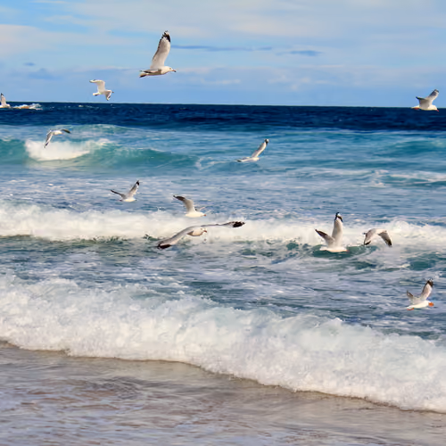 Birds of Bondi