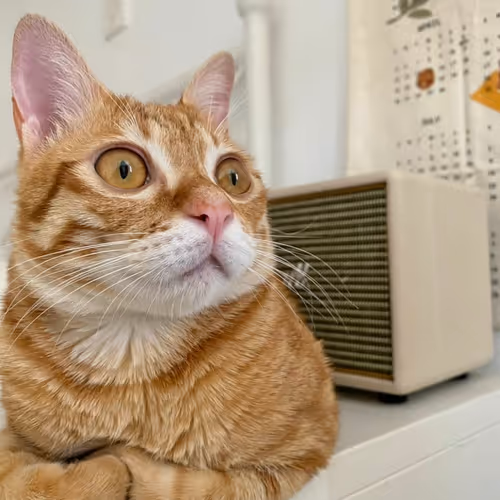 Cat Rice Ball