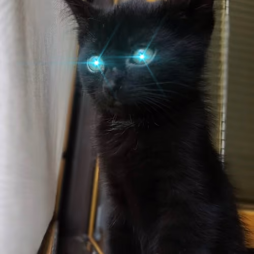 BTC laser eyes cat