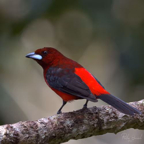 Item #76723362783280478533997952640177478162370392864243199552253501721703515947009 Media