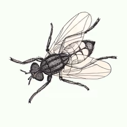 The Fly