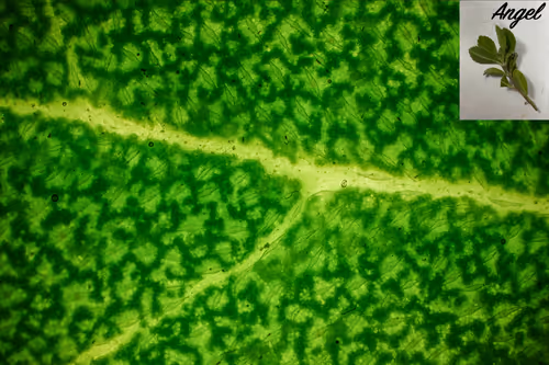 Item #83492542219966292281678492459995273614130213244614101144777663970744287100929 Media