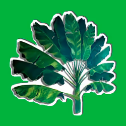 37GREEN DROP PALM