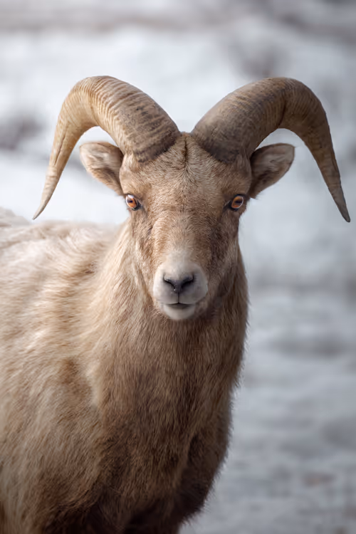 Item #74947066243849206940937931845492421282407977522900211027354211423408248324097 Media