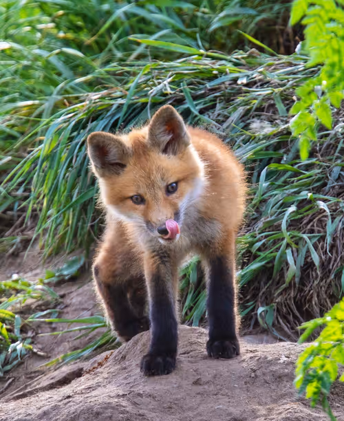 Item #19207338348144225692080396183640865546201068415206893468727031831074653077505 Media