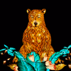 #14 bear