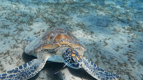 Item #57636846716625674083637003599082399011400728335992986804098864719783994064897 Media