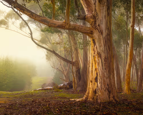 Item #28266442489825911887968052665080617766944267230687944042155433043940274601985 Media