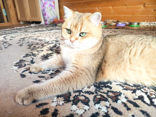 Item #46348599472569713654731178302084384440561957905567404983387339777860396122113 Media