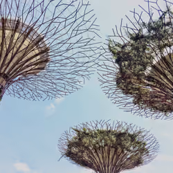 Supertree Grove (Day)