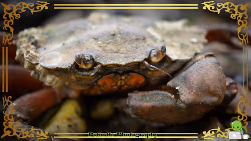 Item #63688176006920298669738405398310368792609774011425620877012057985755006369793 Media