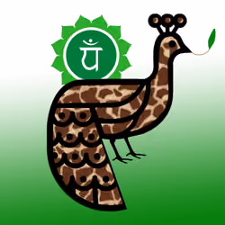 Heart Chakra Peacock