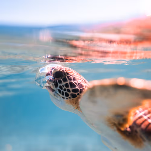 Underwater Explorers Collection