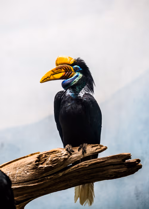 Item #95979719435638396747386199908027492606241793835179361379046606512605525704705 Media