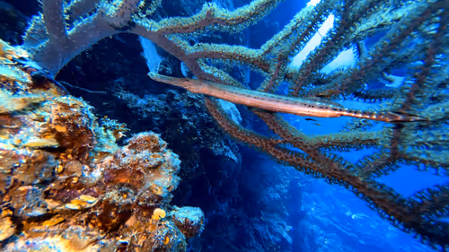 Item #80965803268169370603932631570667161375508893671094224909166964204078249279489 Media