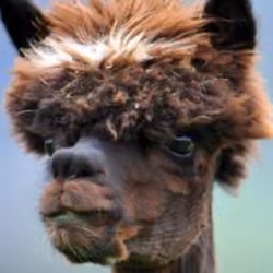 alpaca Rockstar