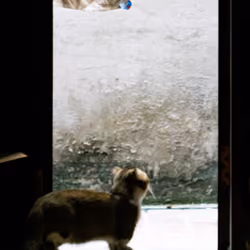 Leo the Cat #3