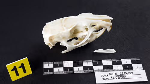 Item #32615301797037247882275066843320251953525887094996780073489952969208094523393 Media