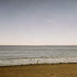 The Lonely Bird
