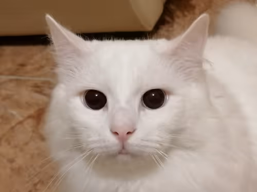 Item #763224073280193224173041358155125596503139434424356380946212136570876592129 Media