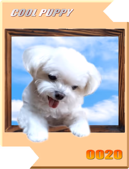 Item #21477548388787063266658748687199700189937005018840532589754440363432552169473 Media