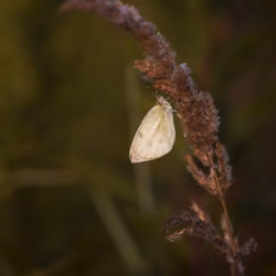 Sleeping Butterfly