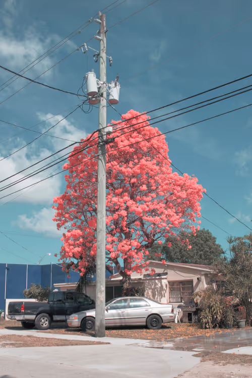 Item #58743416780289387190166385908663117681827773463487207540069919534923093377025 Media