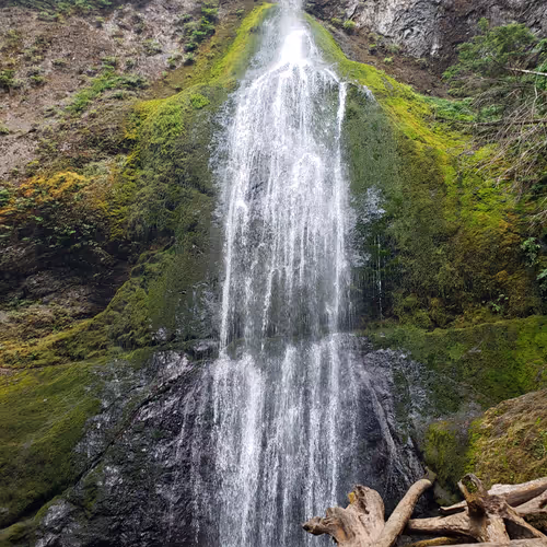 Bigpippin Collection