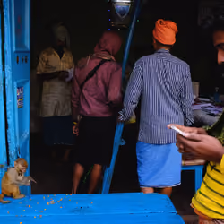 Busy People with a Macaque