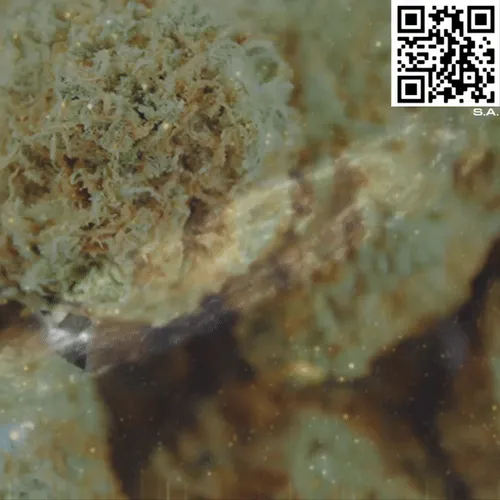 61089433673675855013240100592429788426200334601701735580530433798286608433153