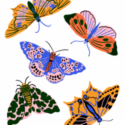 Primary Pop Moths