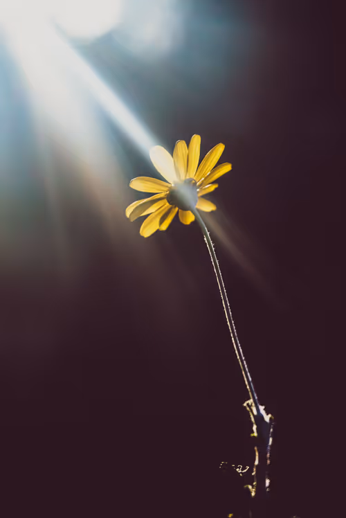 Item #61140817841535323188943582947873458398896939162862574355994582740328018608129 Media