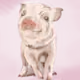 7868994558059478733253527697717682001838655351329122908542803805299894386689