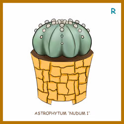 Astrophytum 'Nudum 1'