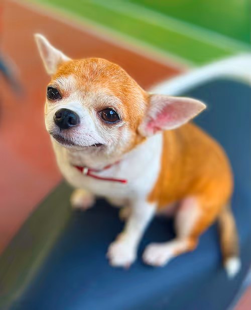 Item #15302775719274355672256911249162138837258661550744590229590932615182690549761 Media