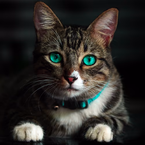 Green Eye Cat