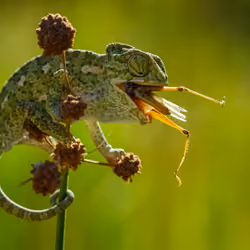  Chameleon Hunting Grasshopper 