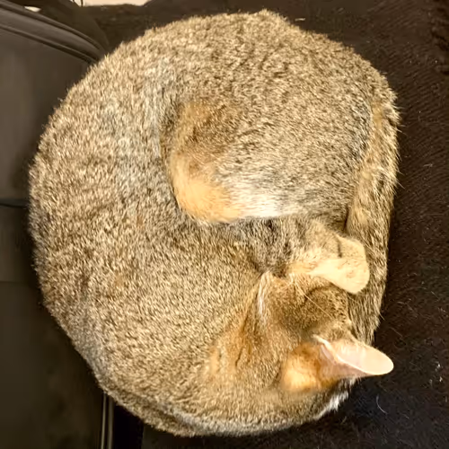 Item #26989150164140609200247036079790408866606814908493437460198890333985415626753 Media