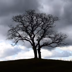 Silhouette of a single tree