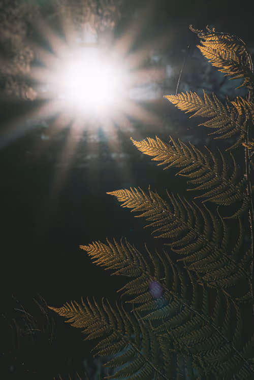 Item #61140817841535323188943582947873458398896939162862574355994582698546576752641 Media